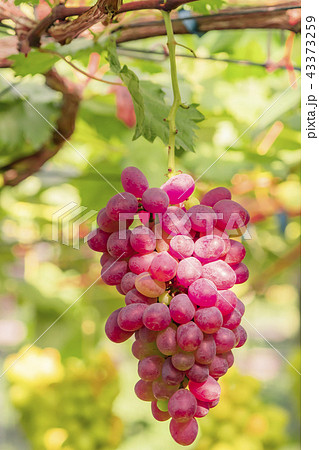 ブドウ　サニールージュ　 43373259