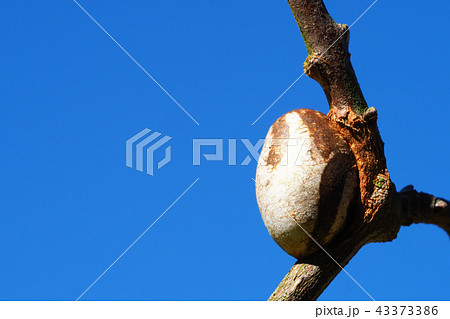 イラガの繭 43373386