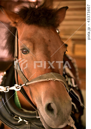 木曽馬の顔　開田高原 43373607