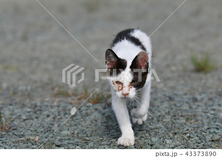 猫・野良猫 猫・野良猫 43373890