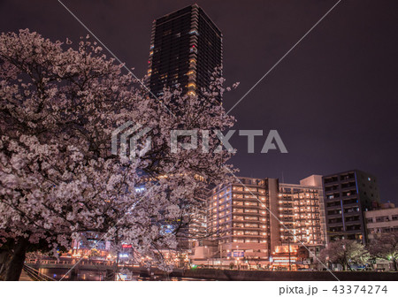 夜桜 43374274