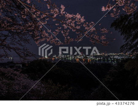 夜桜 43374276