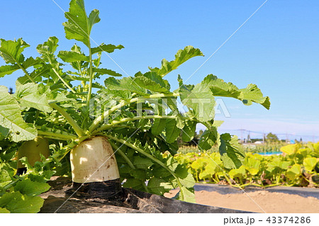 畑の大根 43374286