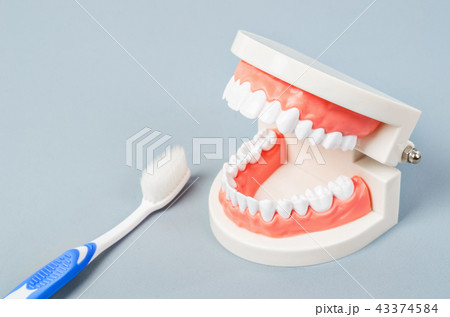 White teeth model and toothbursh. White teeth model and toothbursh. 43374584