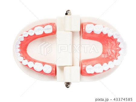 Teeth model for education isolated. 43374585