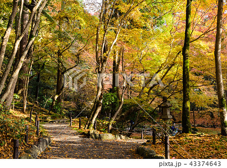Japanese autumn colored leaves garden in Japan 43374643