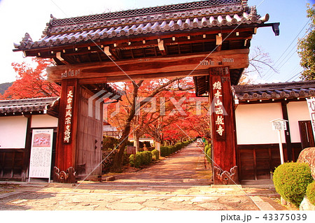 西教寺(大津市 坂本)境内の紅葉 西教寺(大津市 坂本)境内の紅葉 43375039