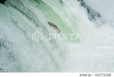 アメマスの滝登り 43375266