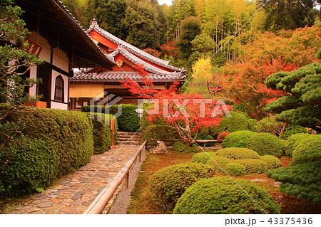 鈴虫寺(京都市 西京区)境内の紅葉 鈴虫寺(京都市 西京区)境内の紅葉 43375436