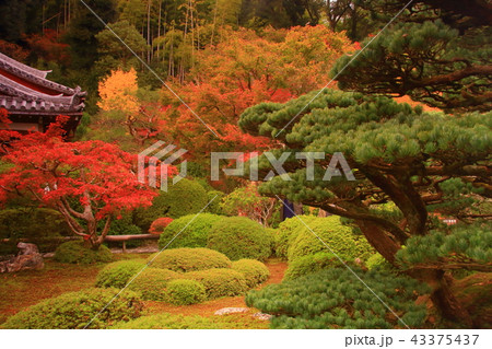 鈴虫寺(京都市 西京区)境内の紅葉 鈴虫寺(京都市 西京区)境内の紅葉 43375437