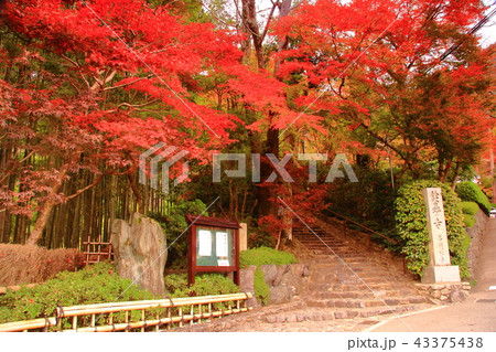 鈴虫寺(京都市 西京区)境内の紅葉 鈴虫寺(京都市 西京区)境内の紅葉 43375438