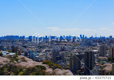 満開のソメイヨシノと東京タワー　飛鳥山 43375715