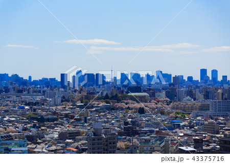 満開のソメイヨシノと東京タワー 43375716