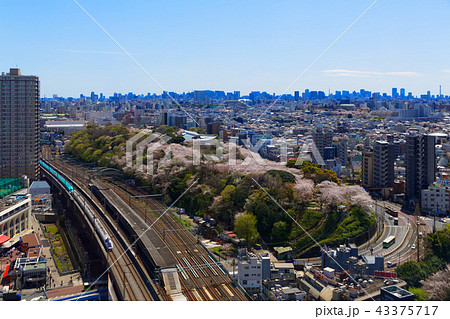 飛鳥山の満開のソメイヨシノと山形新幹線 43375717