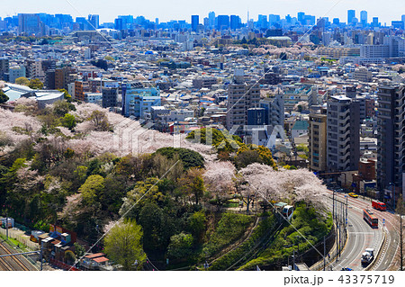 飛鳥山の満開のソメイヨシノと都市風景 飛鳥山 飛鳥山の満開のソメイヨシノと都市風景 飛鳥山 43375719