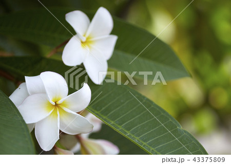 Close-Up Of Frangipani Blooming Outdoors Close-Up Of Frangipani Blooming Outdoors 43375809
