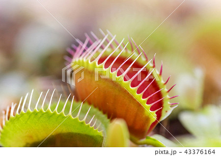 ハエトリグサ 43376164