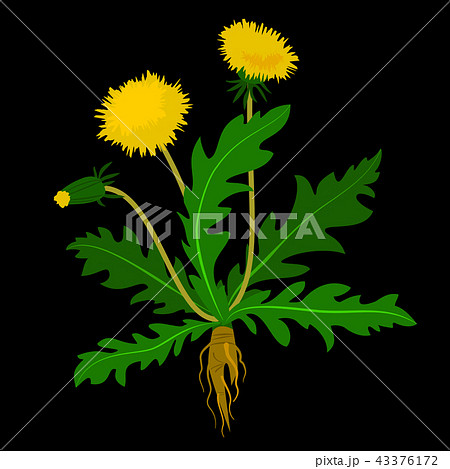 Dandelion Bushのイラスト素材 Dandelion Bushのイラスト素材