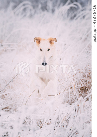 Russian Wolfhound Hunting Sighthound Russkaya Psovaya Borzaya Dog 43376716