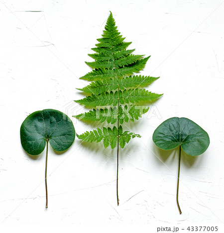 Green leaves on white concrete background, flat lay Green leaves on white concrete background, flat lay 43377005
