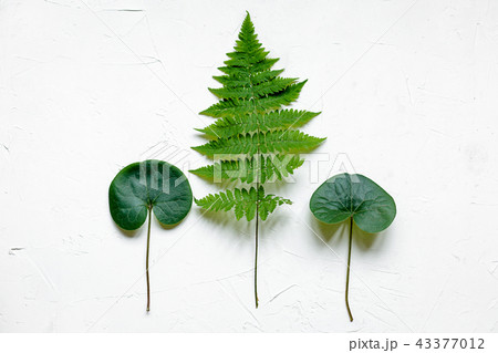 Green leaves on white concrete background, flat lay 43377012