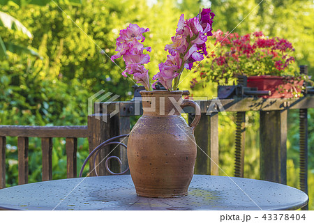Bouquet of purple gladiolus flowers  43378404