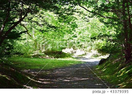 森の小路 森の小路 43379395