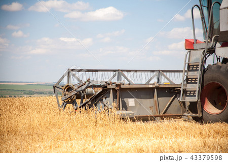 Harvester machine to harvest wheat field working 43379598