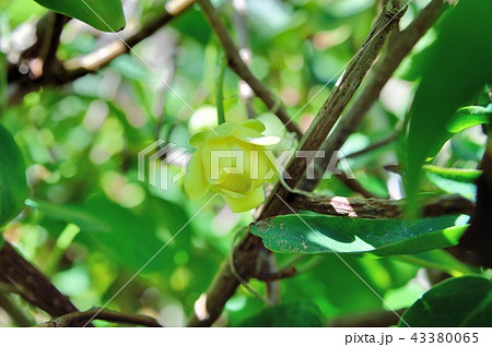 サネカズラの花 サネカズラの花 43380065