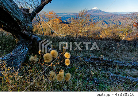 晩秋の丹沢・檜洞丸山頂から見る富士山 晩秋の丹沢・檜洞丸山頂から見る富士山 43380516