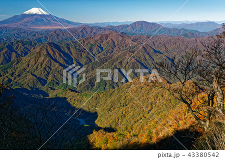 丹沢・檜洞丸稜線から見る冠雪した富士山と紅葉の山並み 43380542