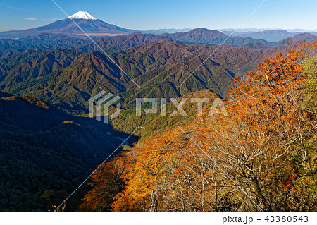 丹沢・檜洞丸稜線から見る冠雪した富士山と紅葉の山並み 43380543