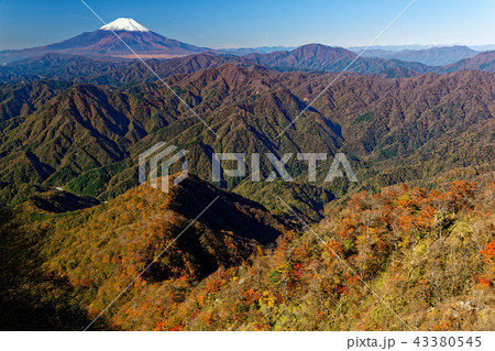 丹沢・檜洞丸稜線から見る冠雪した富士山と紅葉の山並み 丹沢・檜洞丸稜線から見る冠雪した富士山と紅葉の山並み 43380545