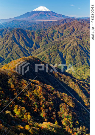 丹沢・檜洞丸稜線から見る冠雪した富士山と紅葉の山並み 43380548