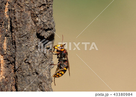 生き物 昆虫 モンスズメバチ、真横から見ると・・・。やっぱりスズメバチです 生き物 昆虫 モンスズメバチ、真横から見ると・・・。やっぱりスズメバチです 43380984