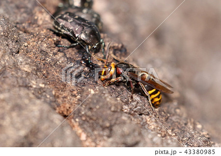 生き物　昆虫　モンスズメバチ、分布域はヨーロッパから日本までのユーラシア大陸だそうです 43380985