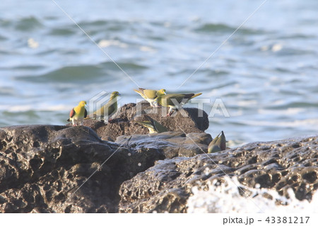 照ヶ崎海岸のアオバト 照ヶ崎海岸のアオバト 43381217