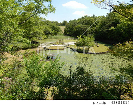 サツキとメイの池 43381814