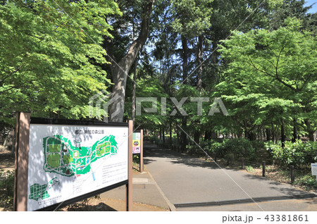 林試の森公園 43381861