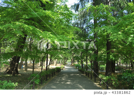 林試の森公園 林試の森公園 43381862