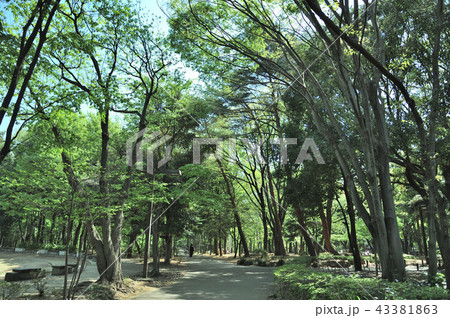 林試の森公園 林試の森公園 43381863