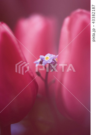 勿忘草とチューリップ 勿忘草とチューリップ 43382187