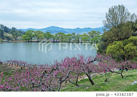 変曲か 貯水池 桃の花 43382387