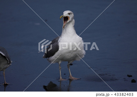 あくびするセグロカモメ あくびするセグロカモメ 43382403