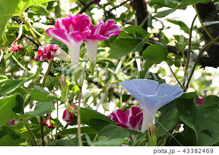 花壇の花「朝顔:アサガオ」大阪府枚方市 花壇の花「朝顔:アサガオ」大阪府枚方市 43382469
