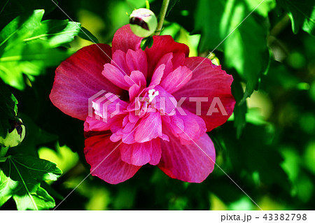 ムクゲ 八重咲きの赤い花の写真素材
