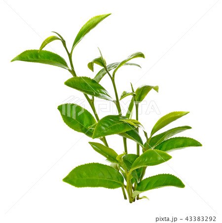 green tea leaf isolated on white background 43383292