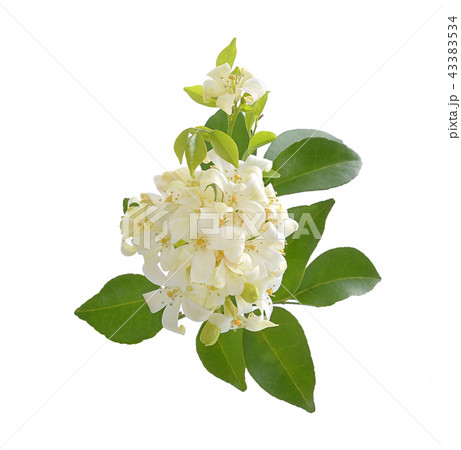 Andaman satinwood isolated on white background 43383534
