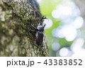 カブトムシ 43383852