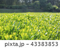 岡山後楽園の茶畑 43383853